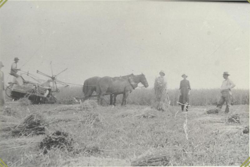 Kurth Family Farm Te Awamutu Museum