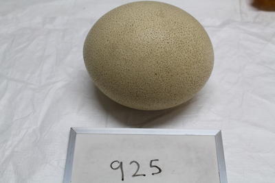 Ostrich egg