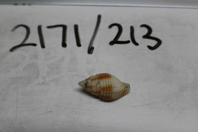 Shell