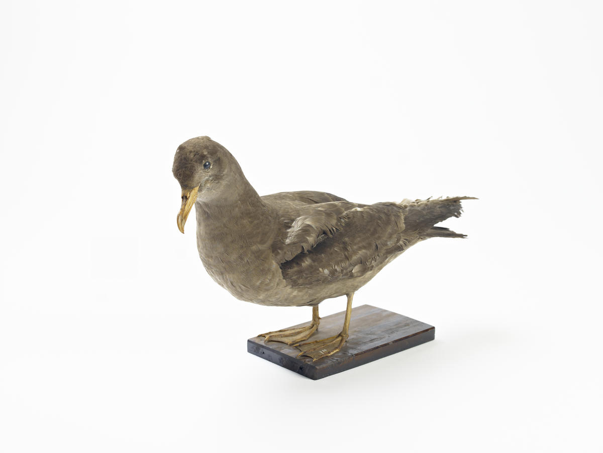 Bird specimen Titi Te Awamutu Museum