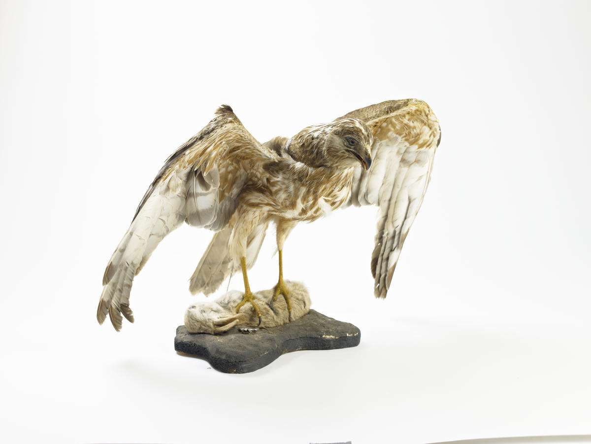 Bird specimen Kahu Te Awamutu Museum