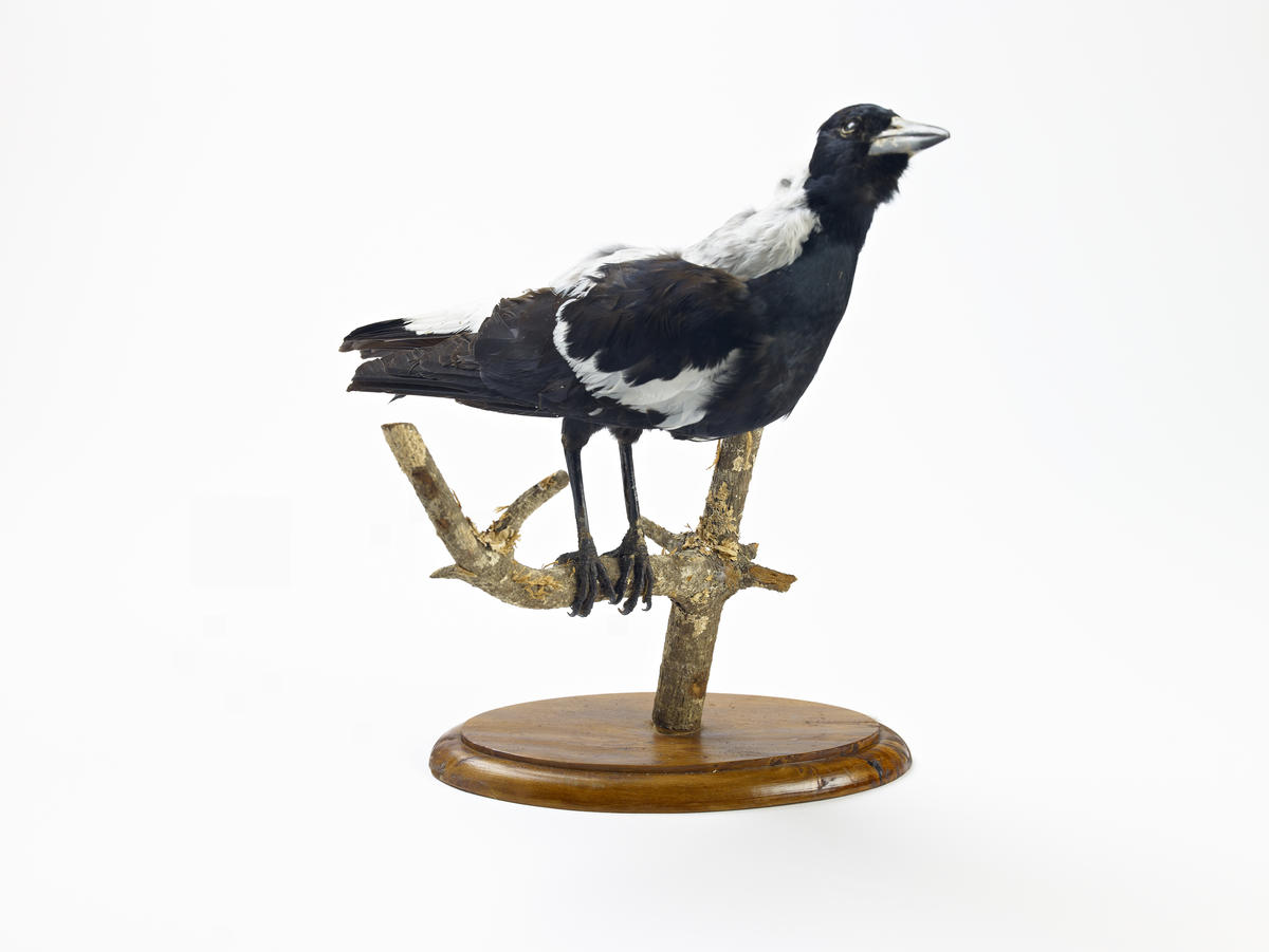 Bird Specimen Magpie Te Awamutu Museum