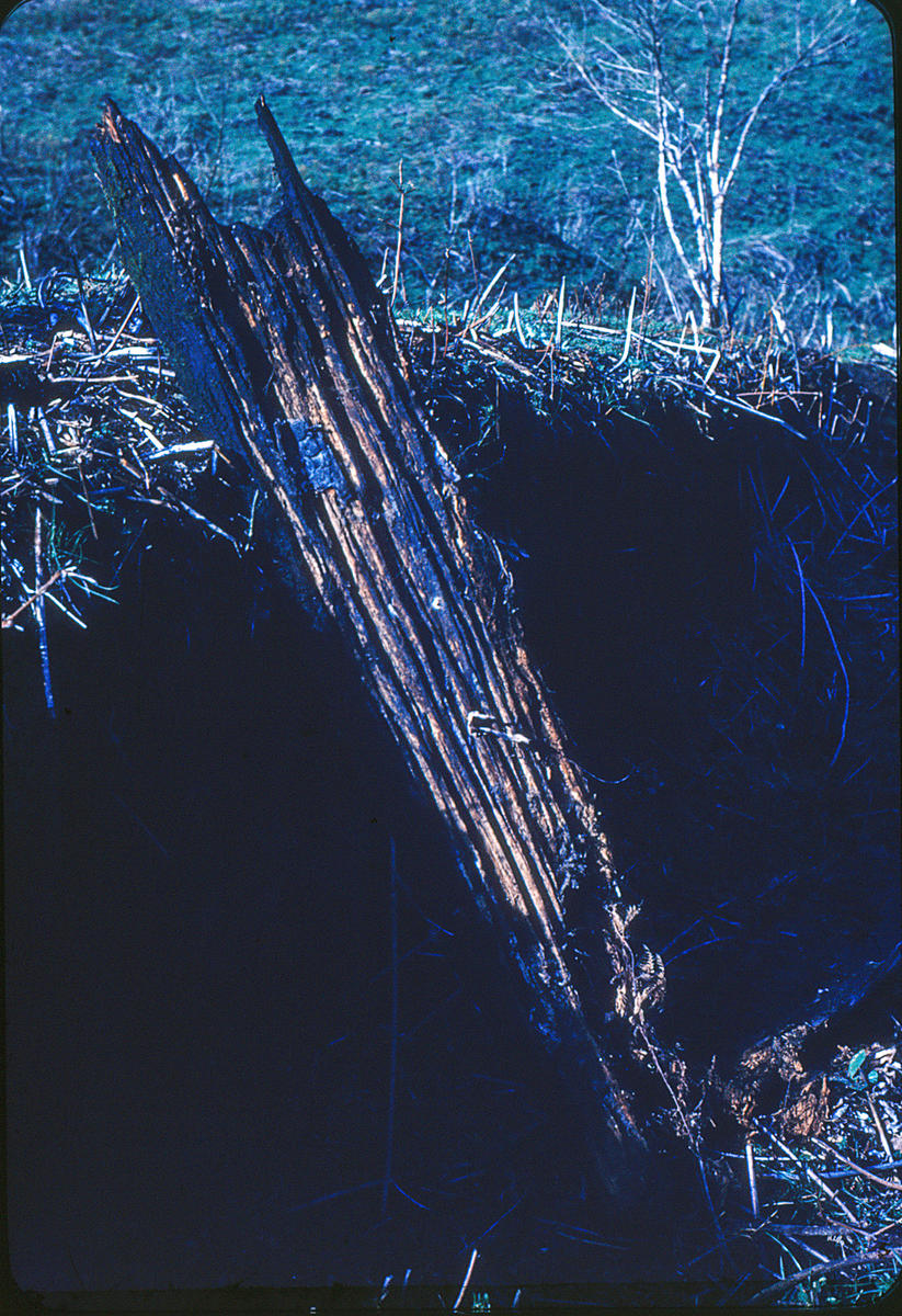 Slide te awamutu museum