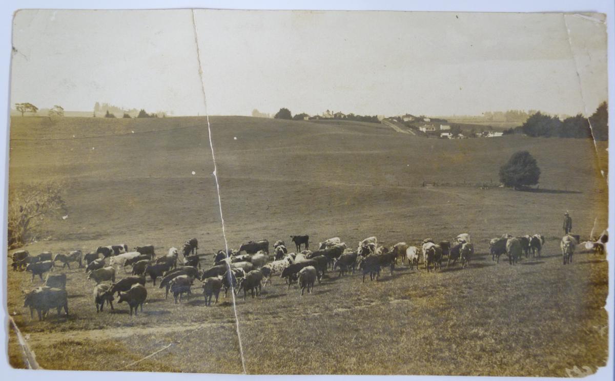 Photograph of Farm Land Te Awamutu Museum