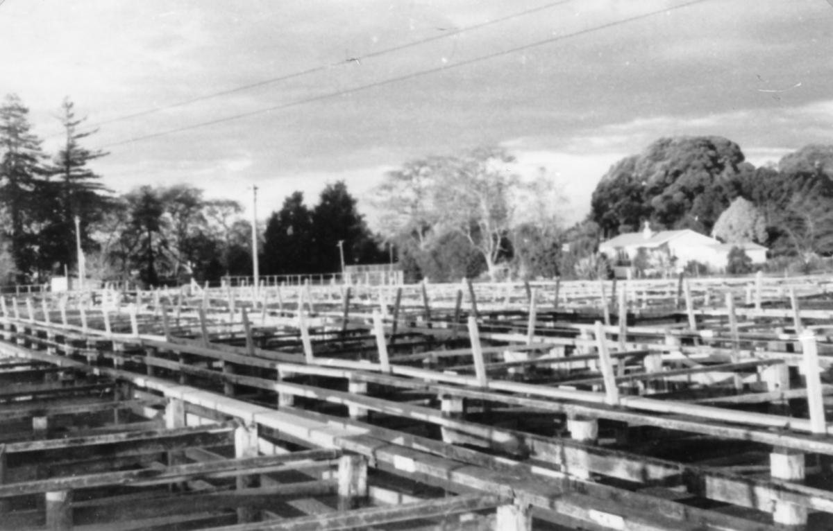 Te Awamutu Saleyards Te Awamutu Museum