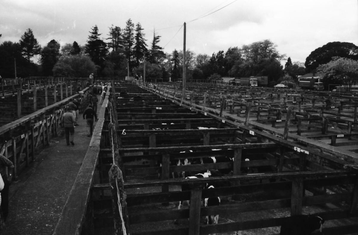 Te Awamutu Sale Yards Te Awamutu Museum