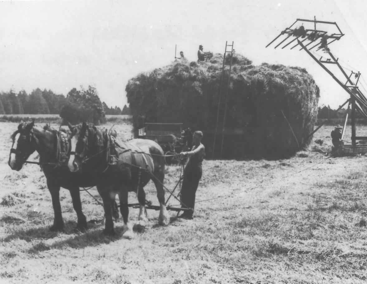 Ruakura Farm Te Awamutu Museum