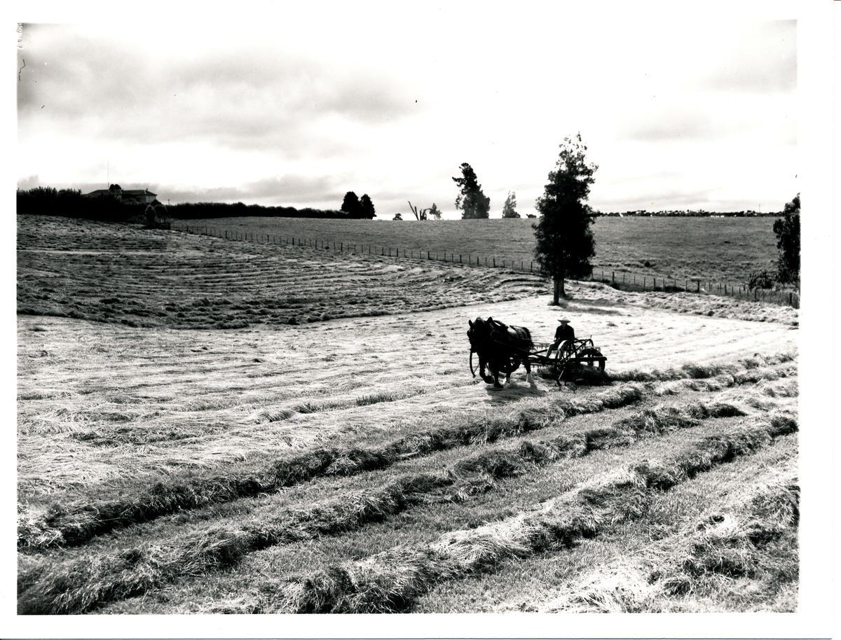 Roberts Farm Te Awamutu Museum